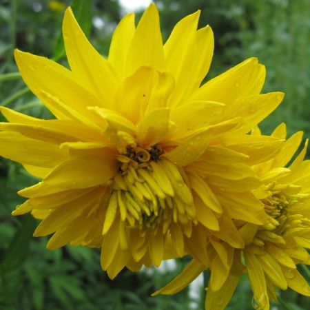 Rudbekia naga